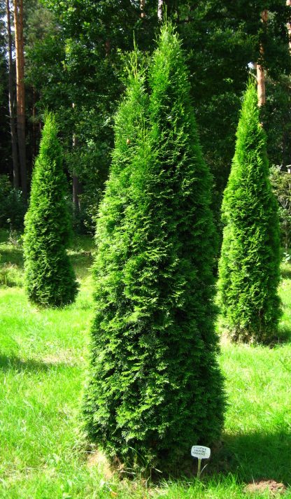 Emerald Green Arborvitae