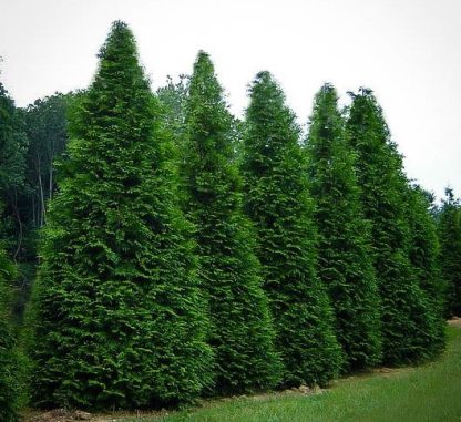 Green Giant Arborvitae