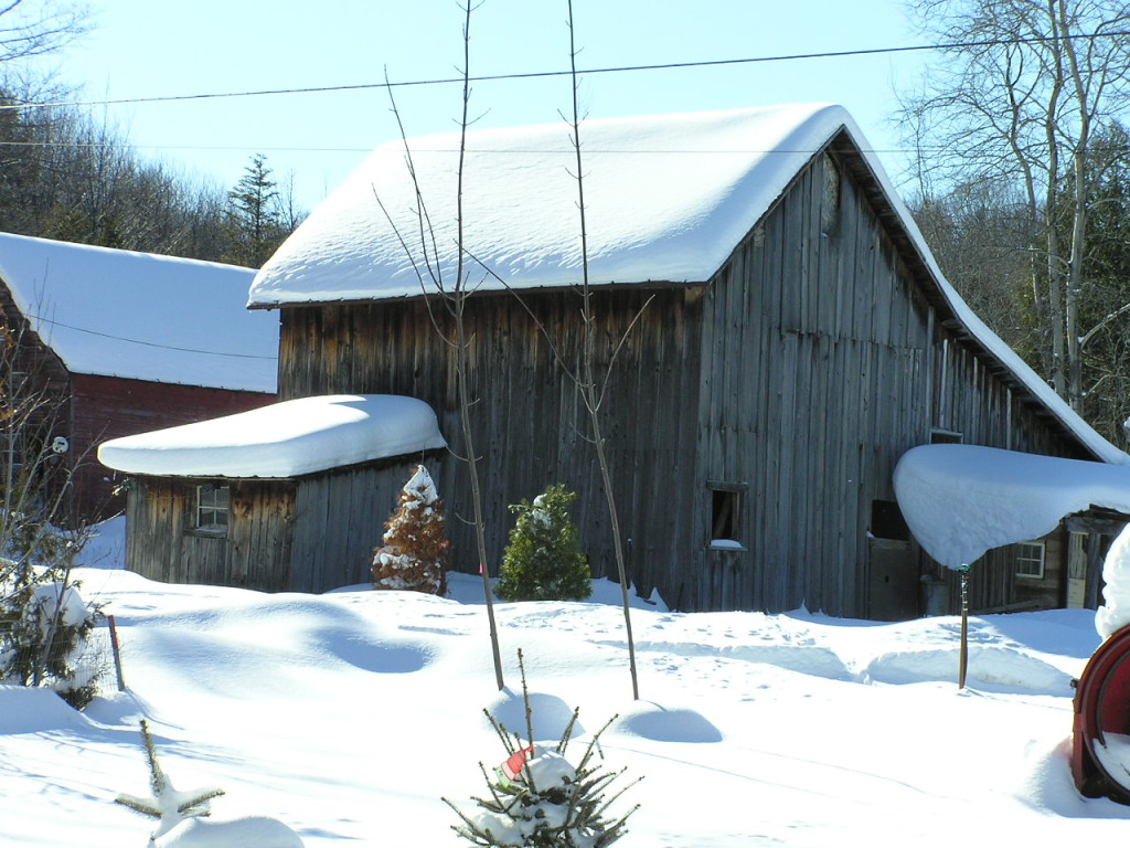Two old wooden barns with snow on the ground and the roofs of the barns.