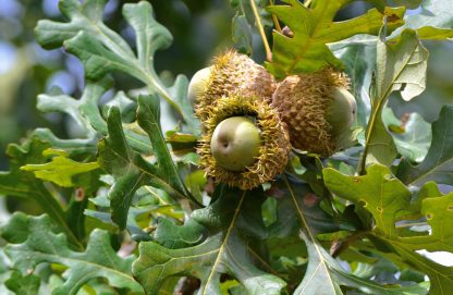 Bur Oak - Image 2