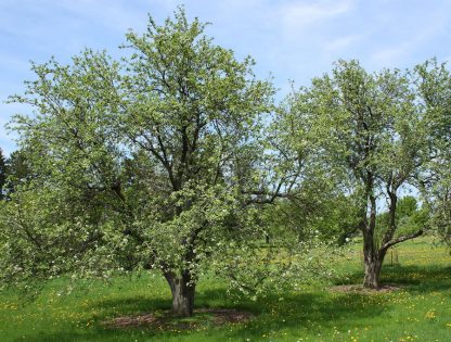 Two mature common apple trees on a sunny day surrounded by grass and dandelion flowers.