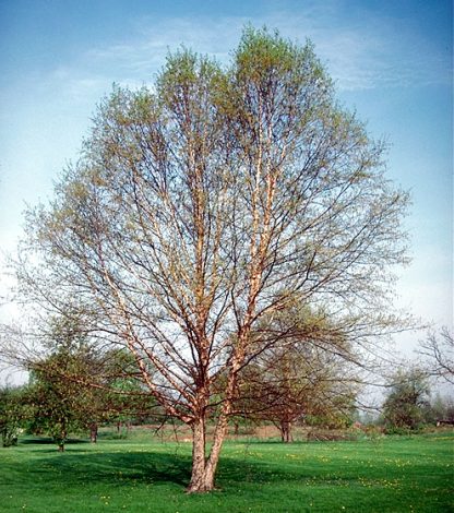 River Birch - Image 2