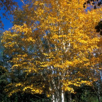 Bright yellow leaves on a paper birch in the fall.