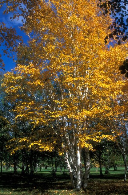 Bright yellow leaves on a paper birch in the fall.