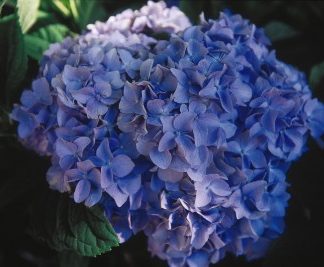 A blue/purple bloom of a Nikko Blue Hydrangea with dappled sunlight and green leaves are in the background.