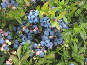 Clusters of ripening blueberries in shades of white to blue, with a backdrop of green leaves.