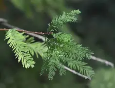 Green needles of the bald cypress tree with a blurred, dark background.