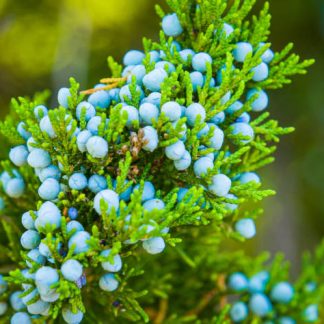 Green Eastern Red Cedar needles with bright blue berries.