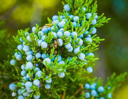 Green Eastern Red Cedar needles with bright blue berries.