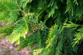 Close up photo of the bright green needles of a Green giant Arborvitae.