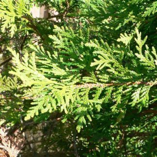 Bright green needles of the Techny Arborvitae up close.