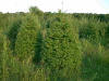 Douglas fir trees in a Christmas tree field.