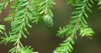 Bright green needles of the Grand Fir. With one small cone in the photo. The background is blurred.