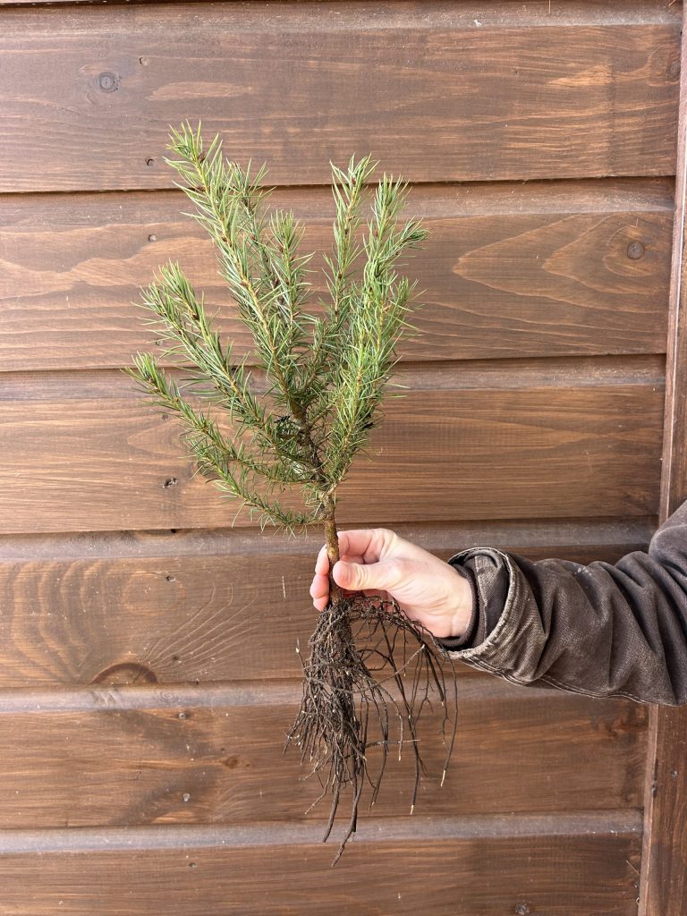 A branched bare root Douglas fir transplant held up against a building with brown siding.