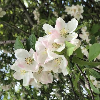 An up-close picture of creamy white apple blossoms with tinges of pink in a cluster.