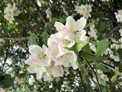 An up-close picture of creamy white apple blossoms with tinges of pink in a cluster.