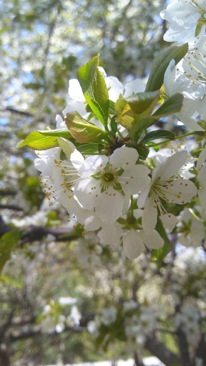 A cluster of creamy white apple blossoms with more blossoms blurred in the background.