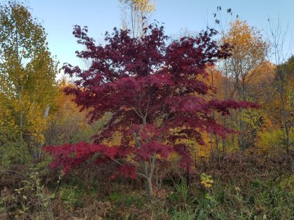 Japanese Red Maple - Image 4