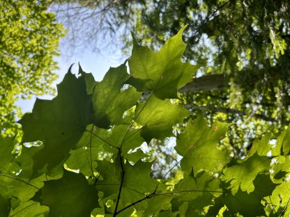 Sugar Maple - Image 4