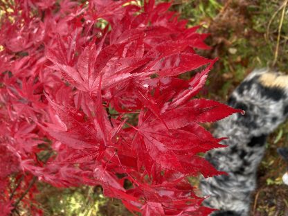 Japanese Red Maple