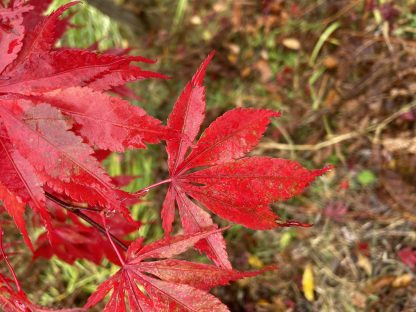 Japanese Red Maple - Image 2