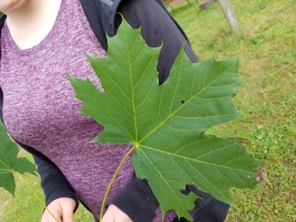 Norway Maple - Image 2