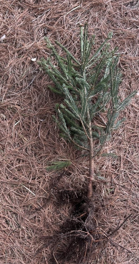 Branched norway spruce tree laying bare root on bronze colored white pine needles.
