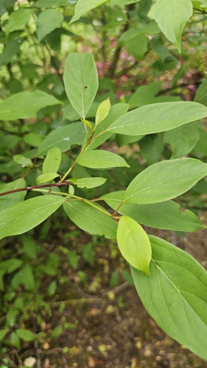 Silky Dogwood - Image 2