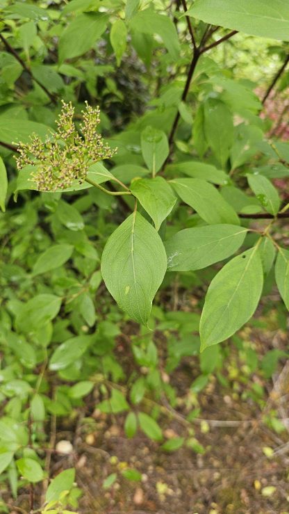 Silky Dogwood