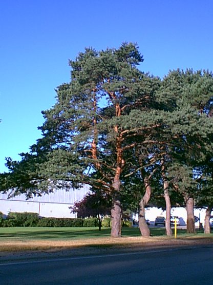 Scotch Pine - Image 2