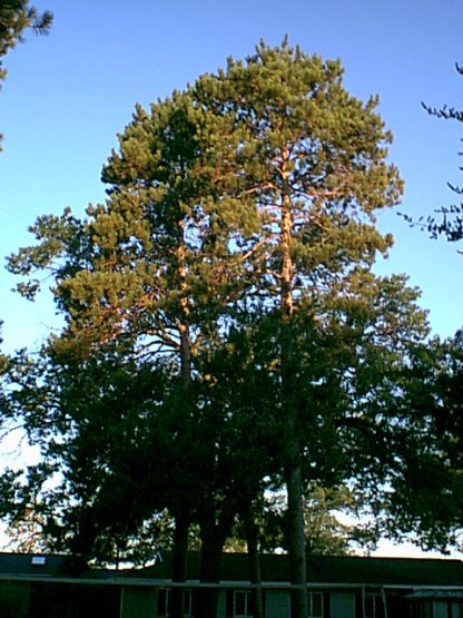 Scotch Pine - Image 3