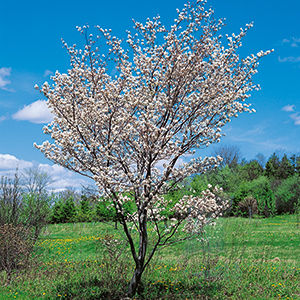 Flowering Allegheny Serviceberry with a background of sunny blue skies and green grass.