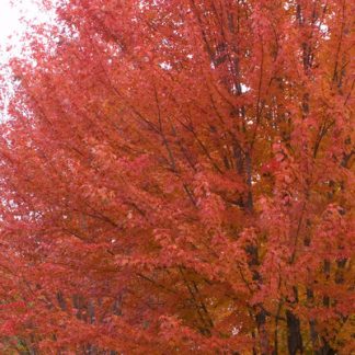 The canopy of an Autumn Blaze maple Brillante orangish red in the fall.