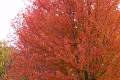 The canopy of an Autumn Blaze maple Brillante orangish red in the fall.