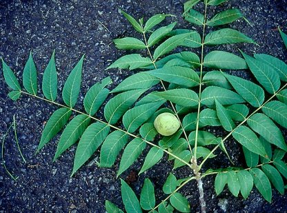 Black walnut tree branch showing the leaflets up close and one walnut.