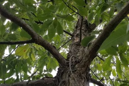 Picture of a chinkapin oak taken from the ground up the trunk of the tree. Showing green leaves on a sunny day.