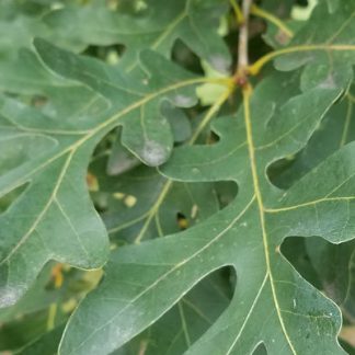 Close up photo of chinkapin oak leaves in the summer.