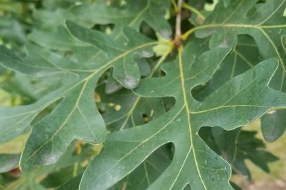 Close up photo of chinkapin oak leaves in the summer.