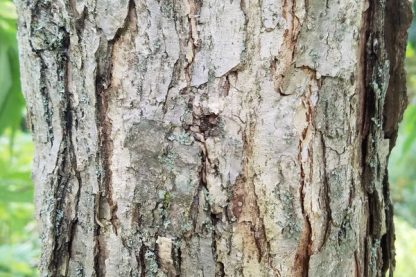 Close photo of a mature chinkapin oak tree trunk.