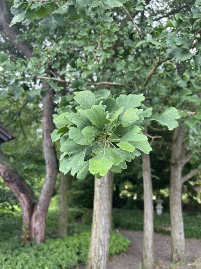 Ginkgo - Image 2