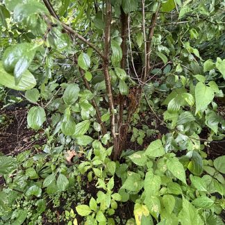 Witchhazel tree trunk