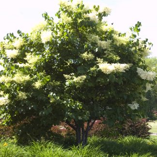 Japanese lilac tree in a landscaped area. The tree is dark green with creamy white flowers.