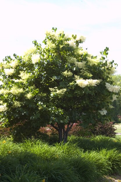 Japanese lilac tree in a landscaped area. The tree is dark green with creamy white flowers.