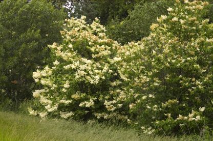 Lilac, Japanese Tree - Image 3