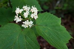 Clusters of white flowers with a background of green leaves.