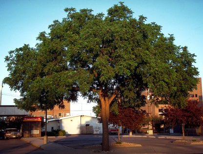 Mature black walnut planted near a city parking lot with a blue sky in the background.