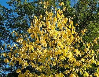 Creamy yellow pawpaw leaves in the fall on a sunny day.