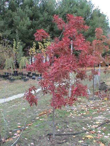 Young pin oak tree in a nursery with autumn leaves.