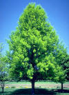 Mature pin oak tree in the summer against bright blue sky.