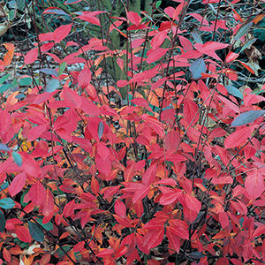 Red chokeberry leaves on a chokeberry bush.